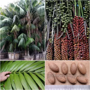 Howea Forsteriana seeds for sale - PalmSeedlings.com
