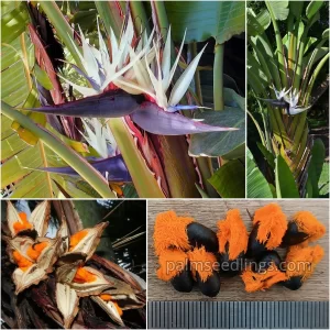 Strelitzia Nicolai seeds for sale - PalmSeedlings.com