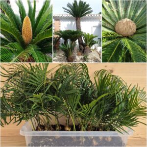 Dracaena Draco seedlings for sale - PalmSeedlings.com
