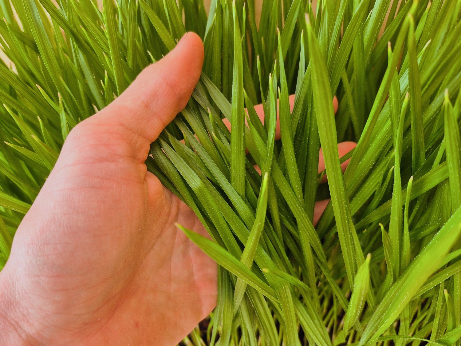 Washingtonia Filifera