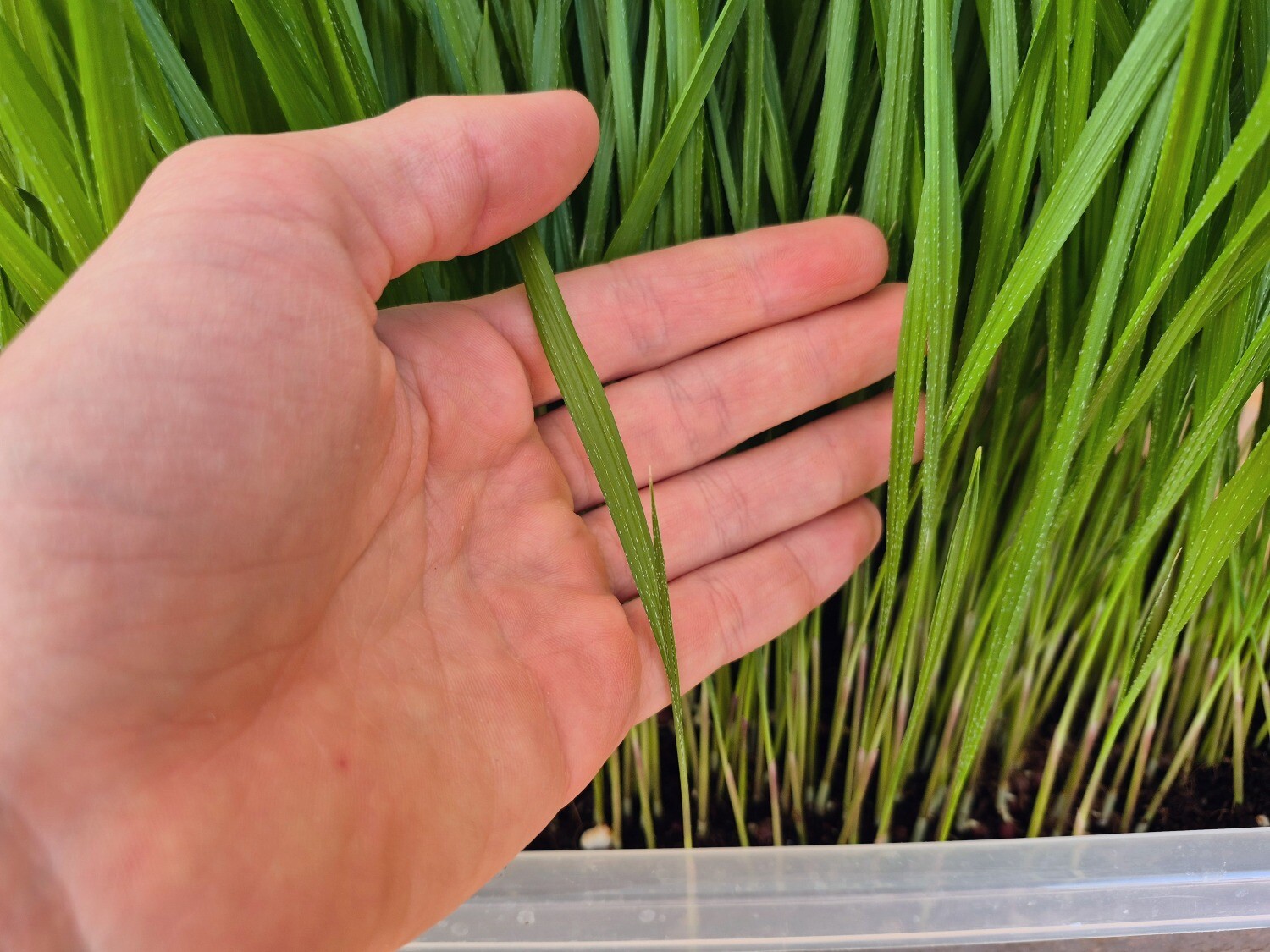 Washingtonia Filifera