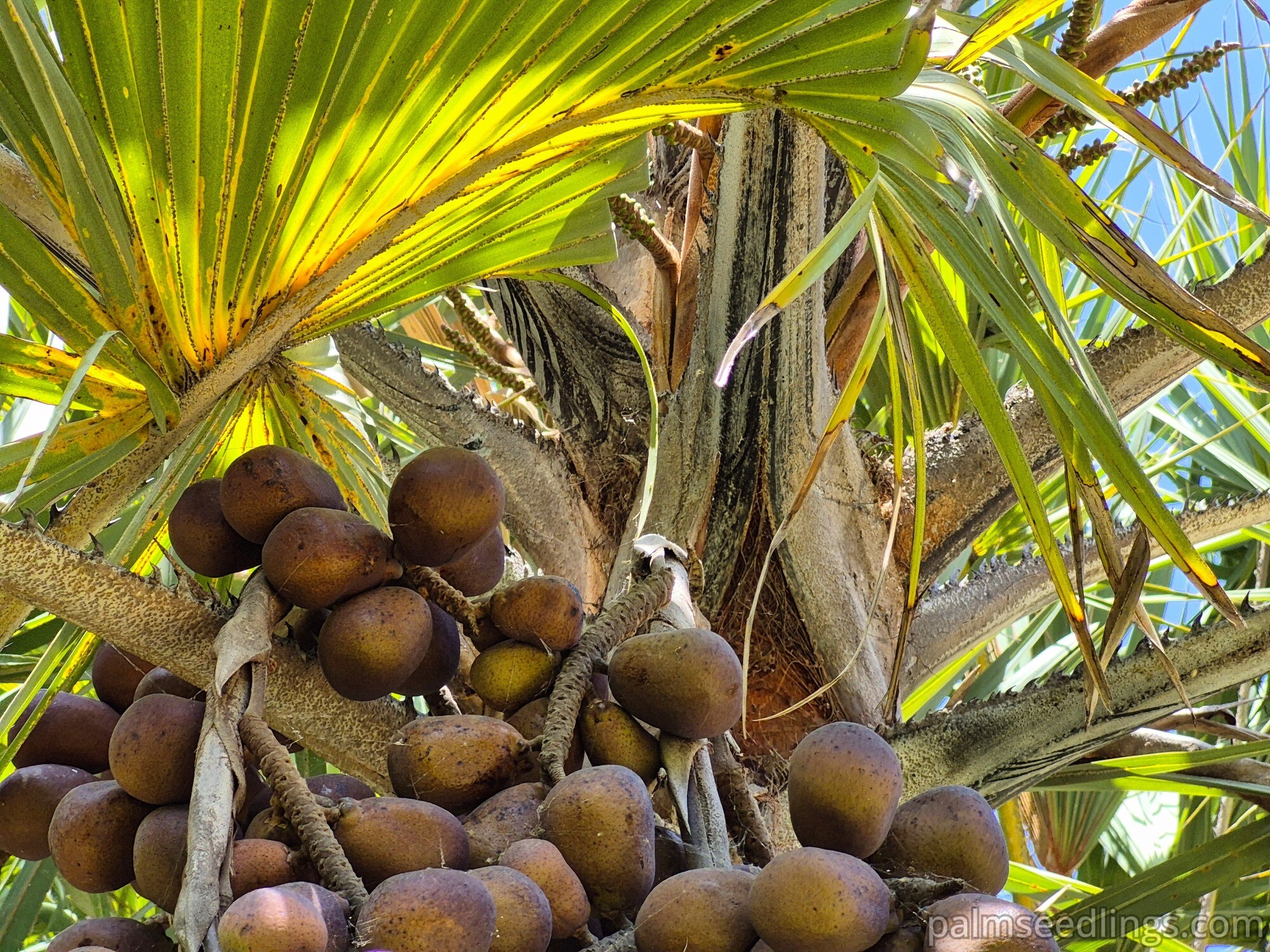 How To Germinate Palm Seeds? - PalmSeedlings