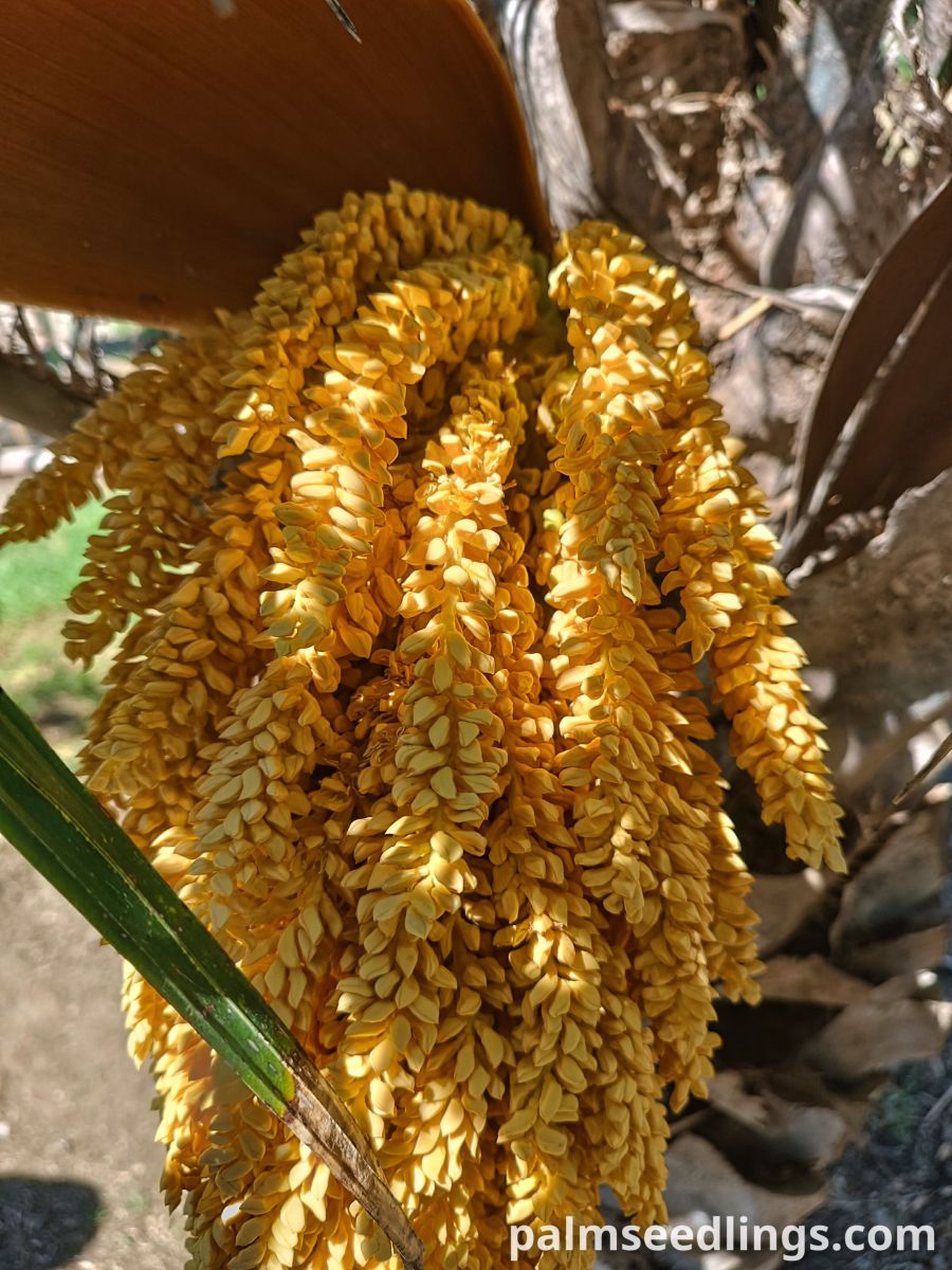 syagrus coronata inflorescence closeup
