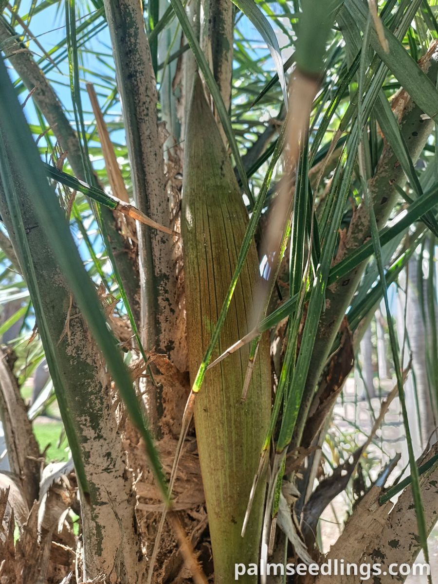syagrus coronata inflorescence developing