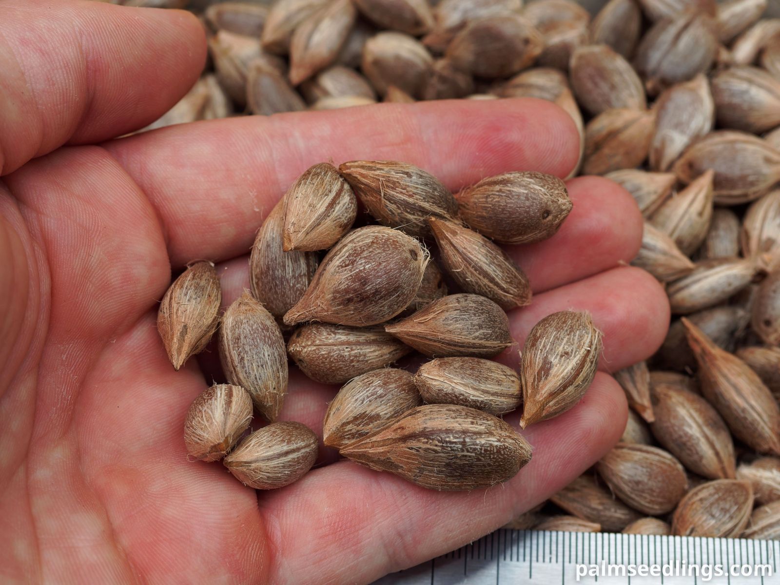 Allagoptera leucocalyx Palm Seeds