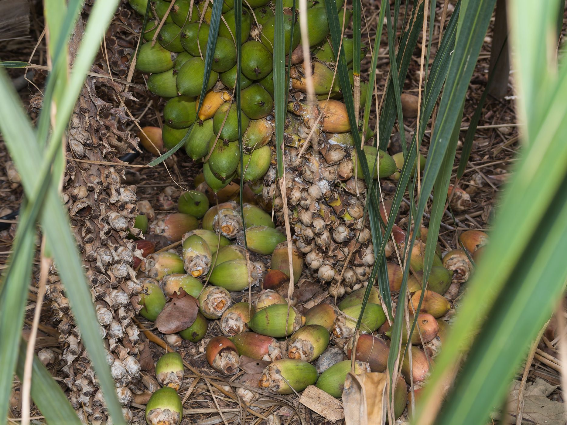 Attalea phalerata