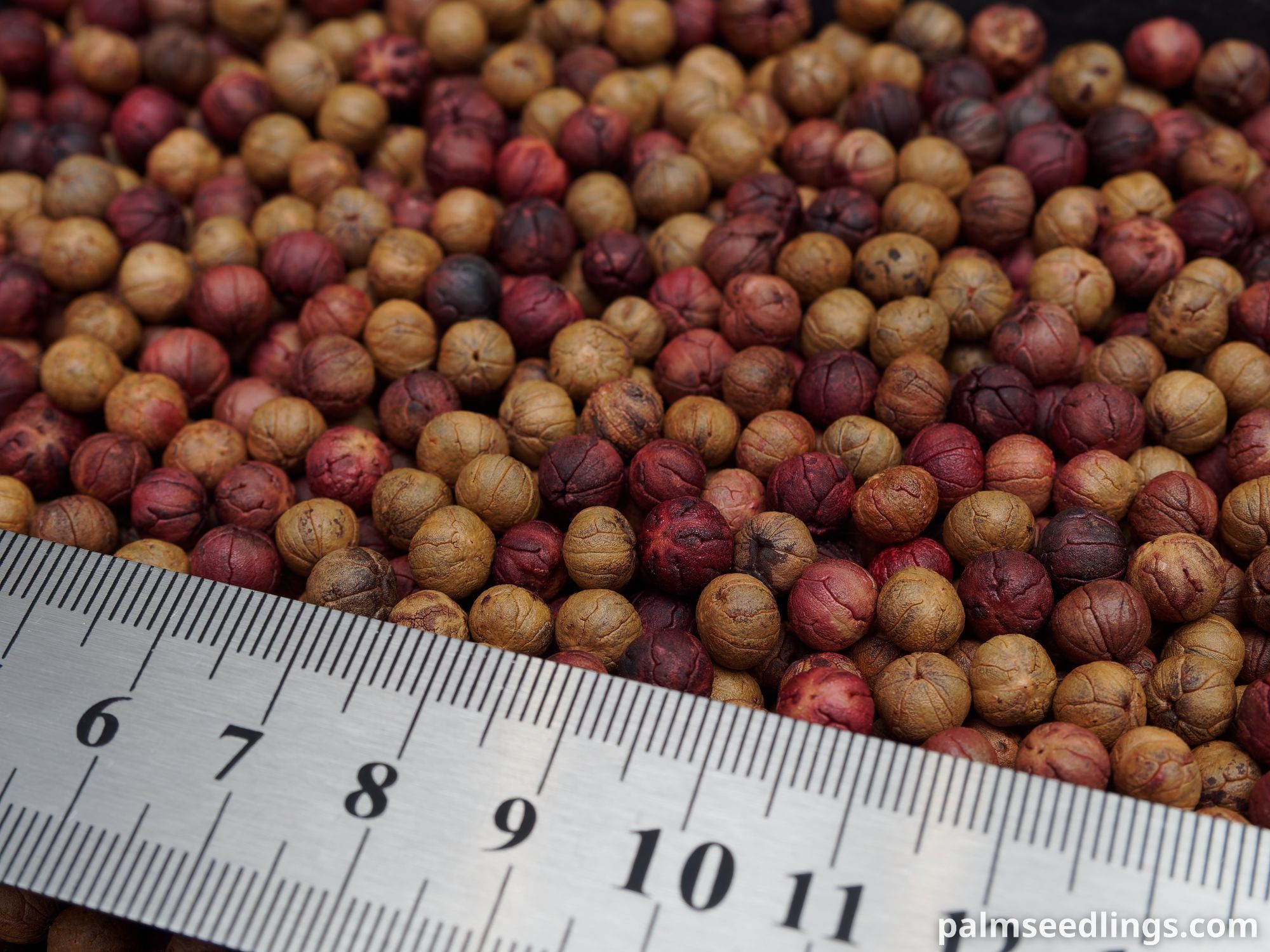Coccothrinax macroglossa Cuban Silver Palm Seeds