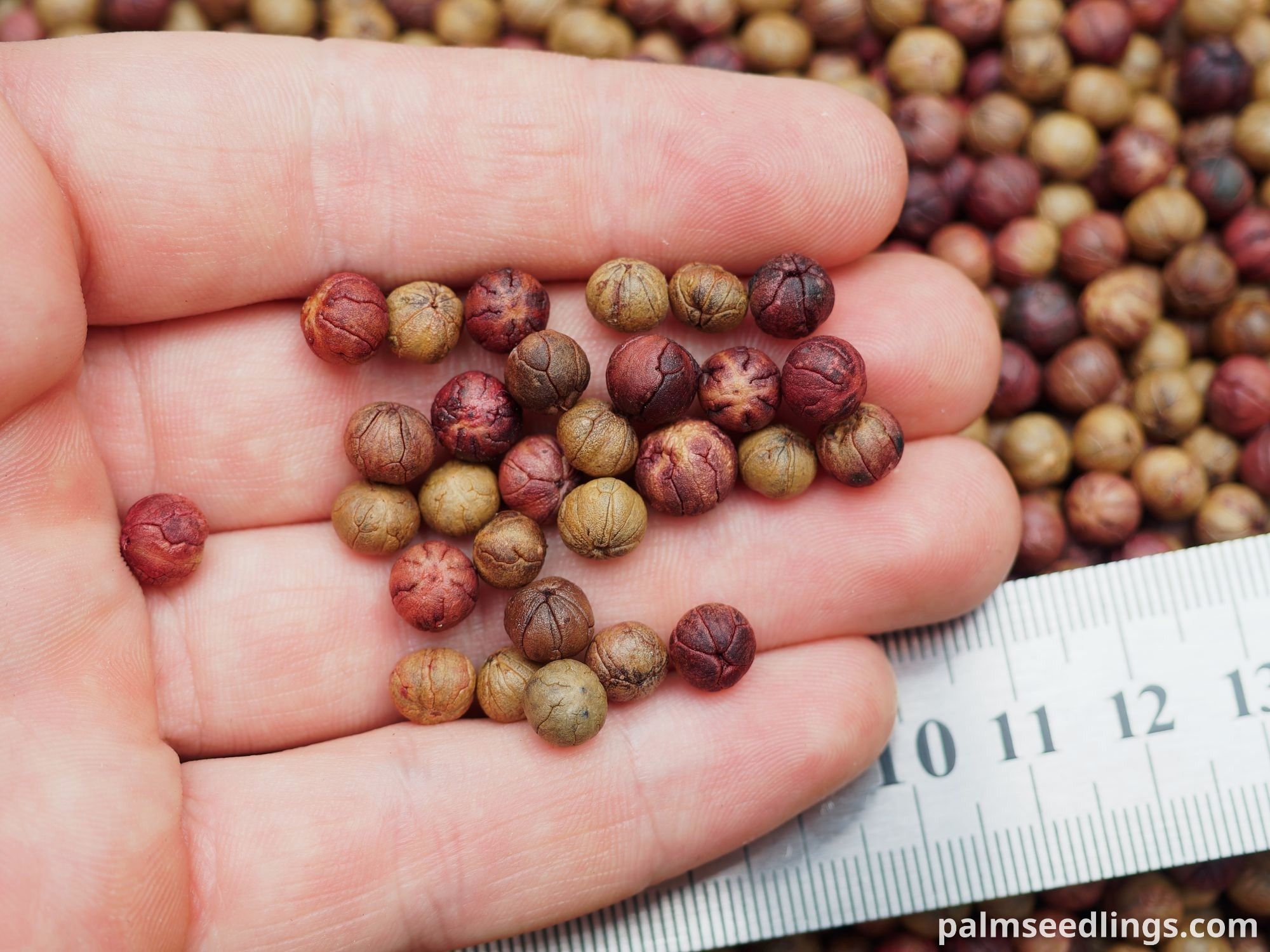 Coccothrinax macroglossa Cuban Silver Palm Seeds