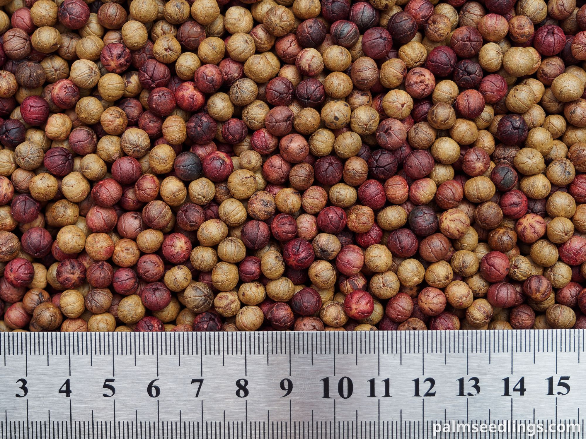 Coccothrinax macroglossa Seeds