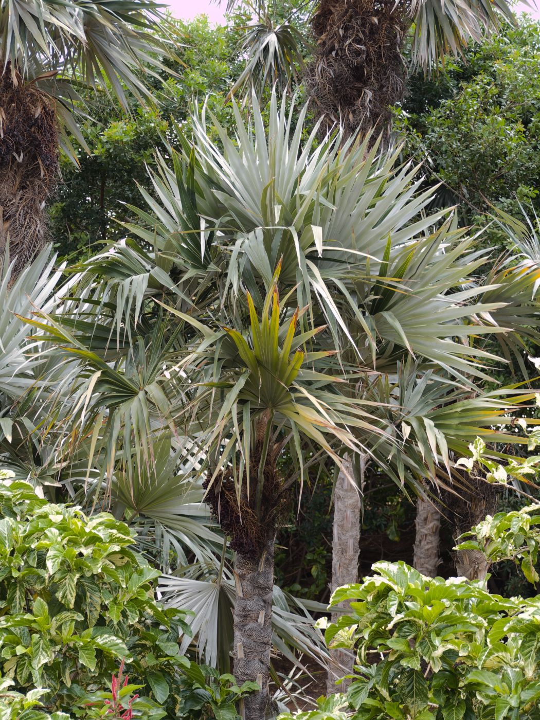 Coccothrinax macroglossa