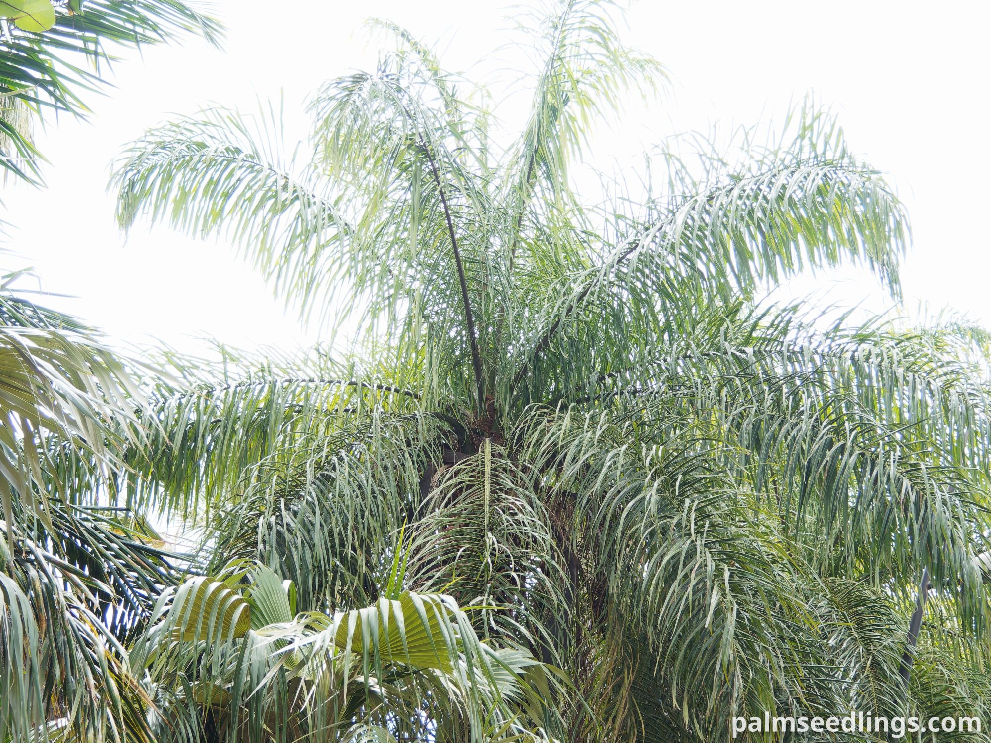 Acrocomia aculeata Macaw Palm Top