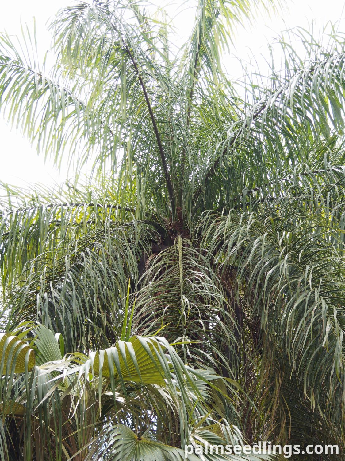Acrocomia aculeata Macaw Palm leaves