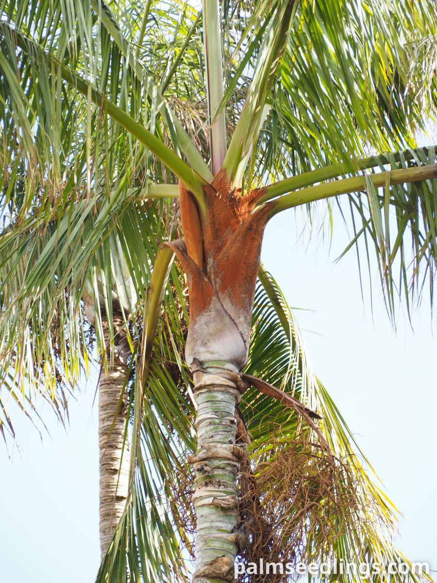 Dypsis leptocheilos Teddy Bear Palm ()