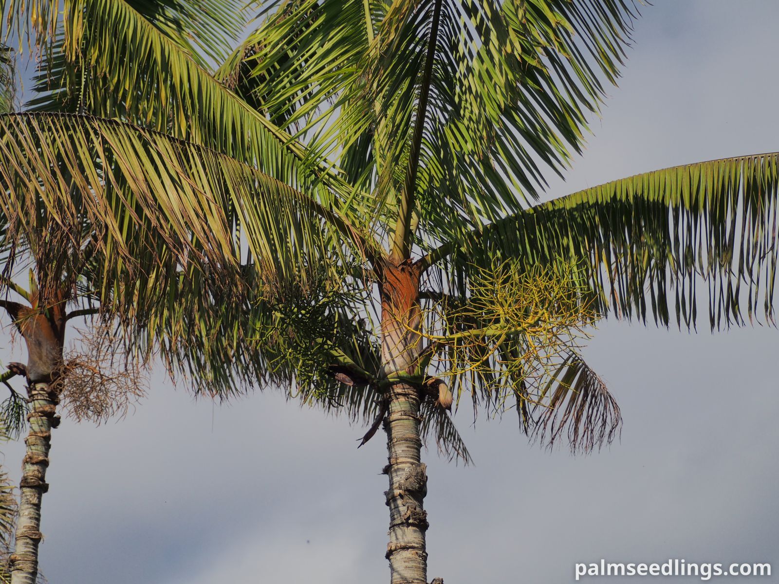 Dypsis leptocheilos Teddy Bear Palm ()