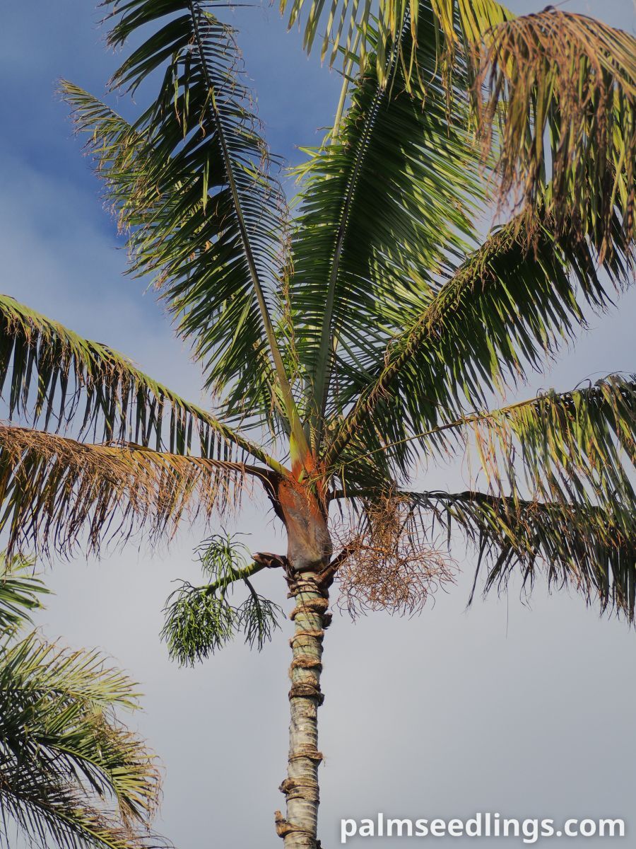 Dypsis leptocheilos Teddy Bear Palm ()