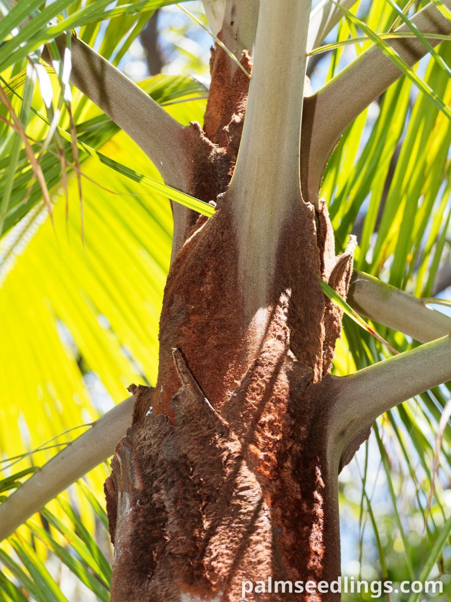 Dypsis leptocheilos Teddy Bear Palm ()