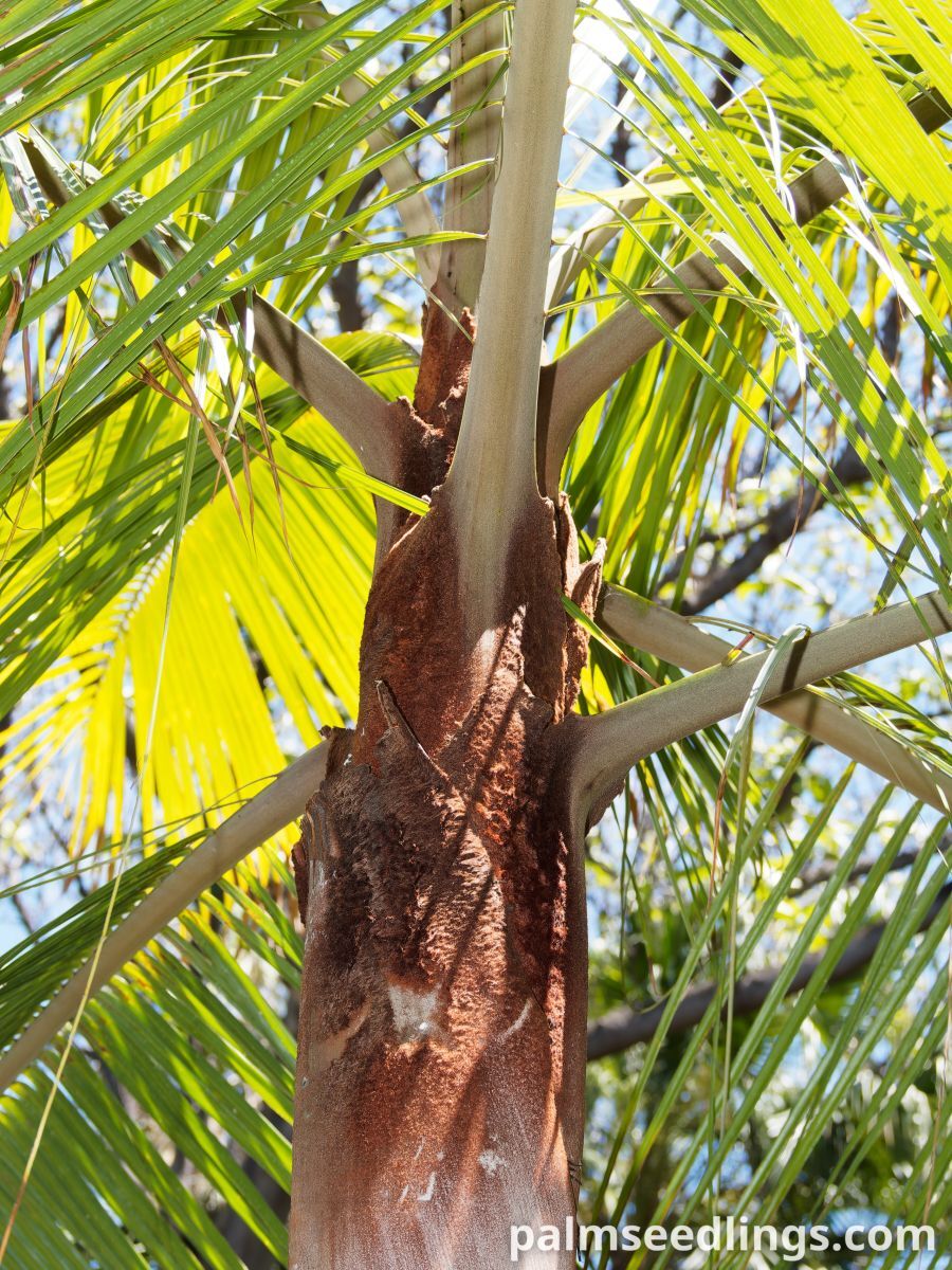 Dypsis leptocheilos Teddy Bear Palm ()