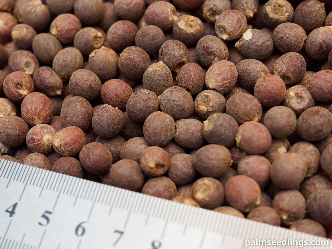 Dypsis leptocheilos Teddy Bear Palm Seeds