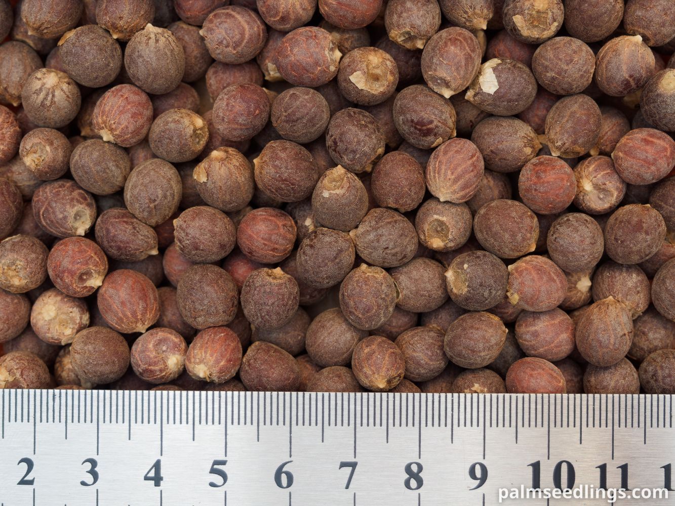 Dypsis leptocheilos Teddy Bear Palm Seeds
