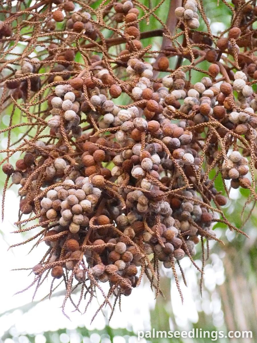 Dypsis leptocheilos Teddy Bear Palm fruits