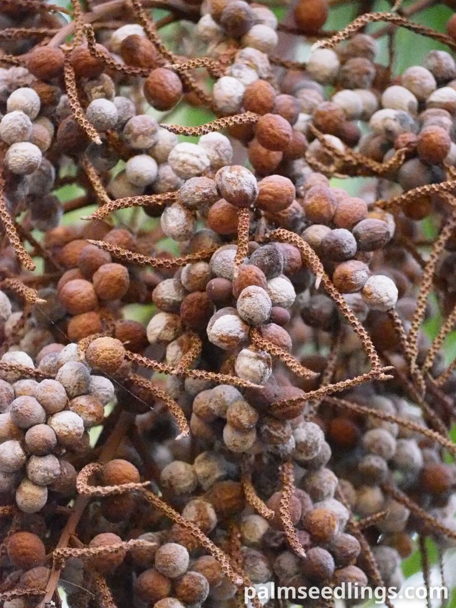 Dypsis leptocheilos Teddy Bear Palm seeds