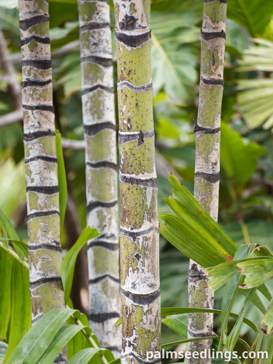 Ptychosperma macarthurii Macarthur Feather Palm ()