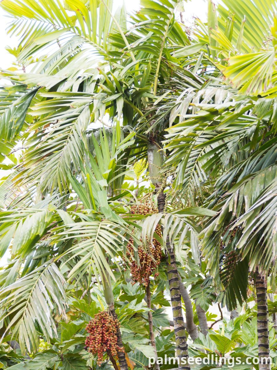 Ptychosperma macarthurii Macarthur Feather Palm ()