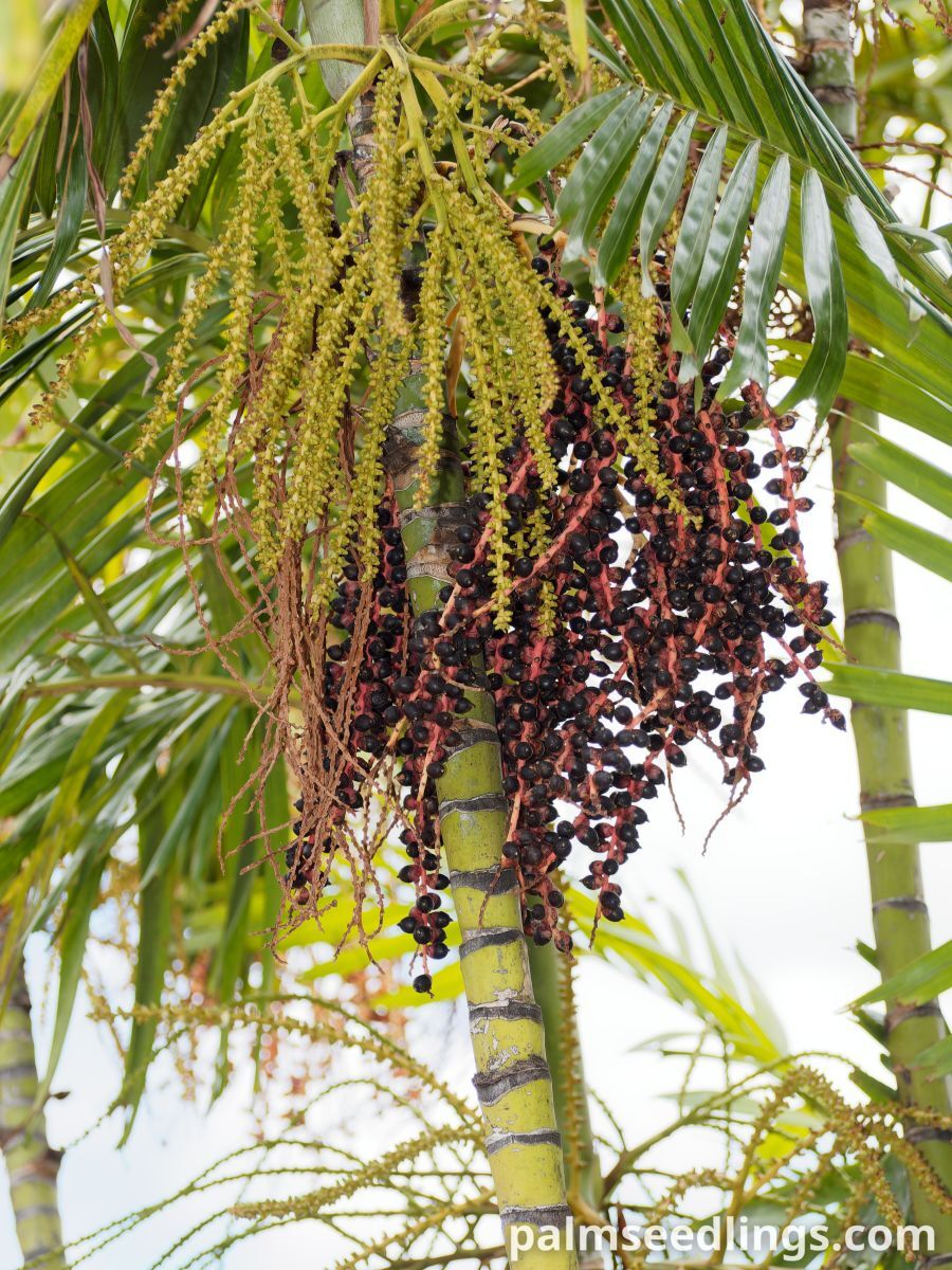 Ptychosperma macarthurii Macarthur Feather Palm ()