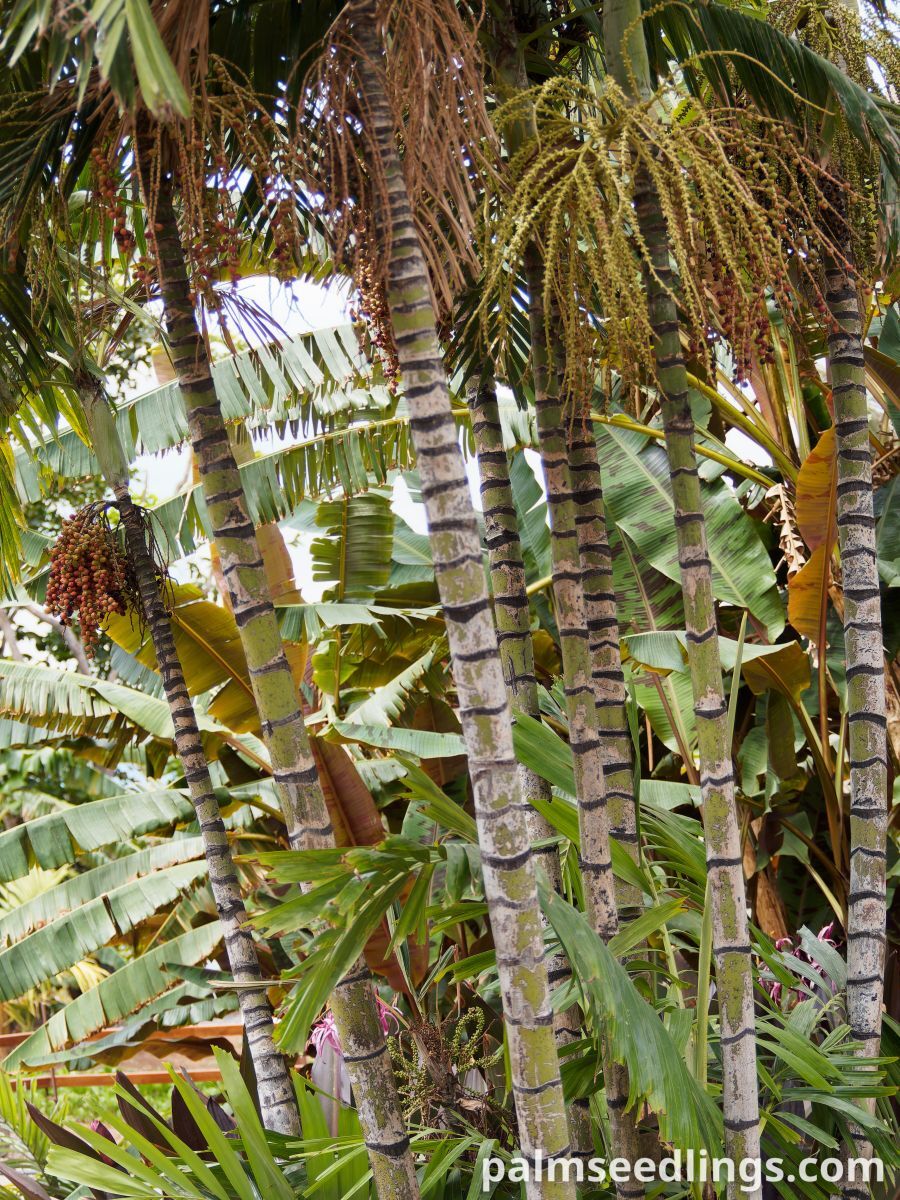 Ptychosperma macarthurii Macarthur Feather Palm ()