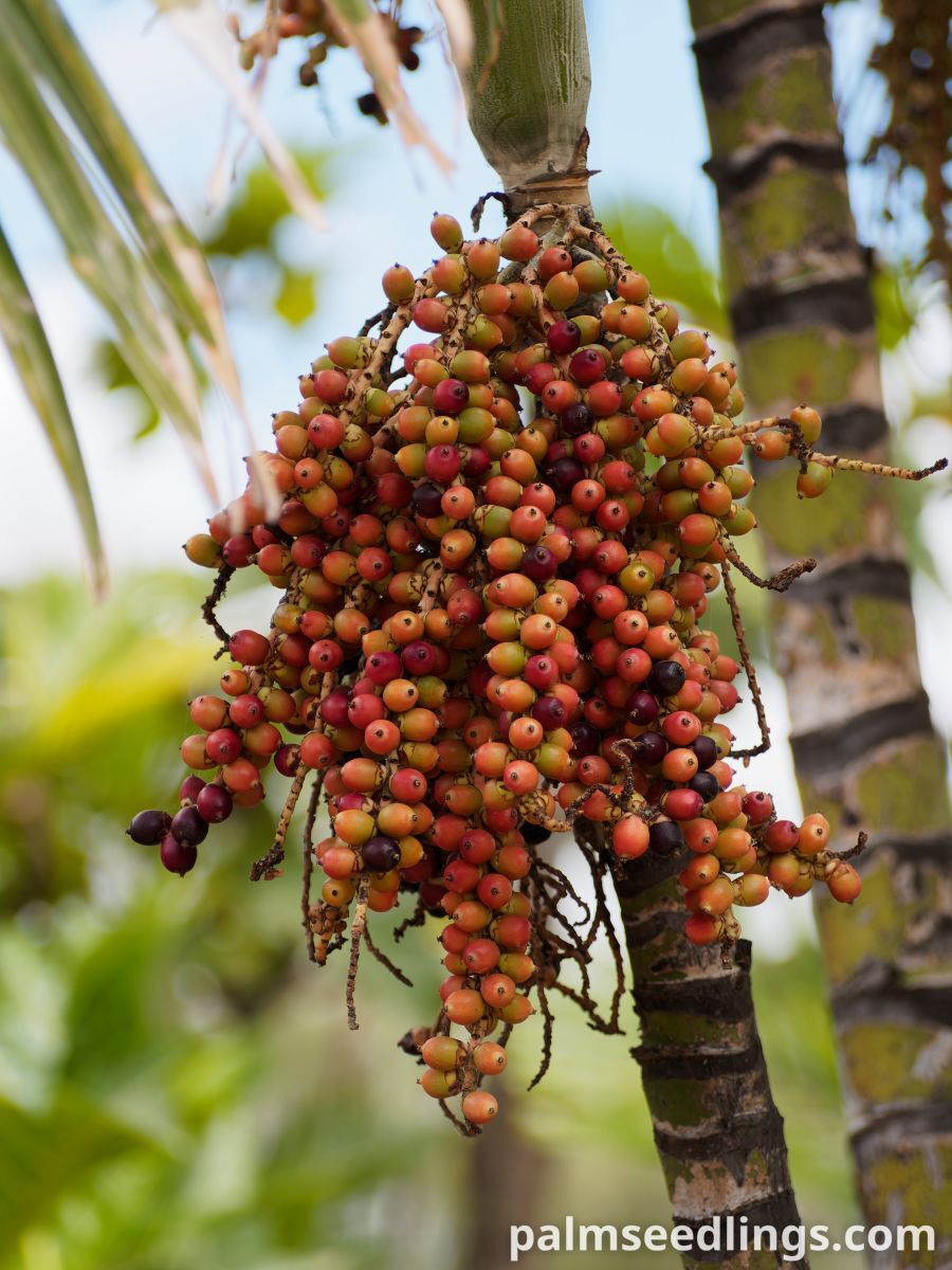 Ptychosperma macarthurii Macarthur Feather Palm ()