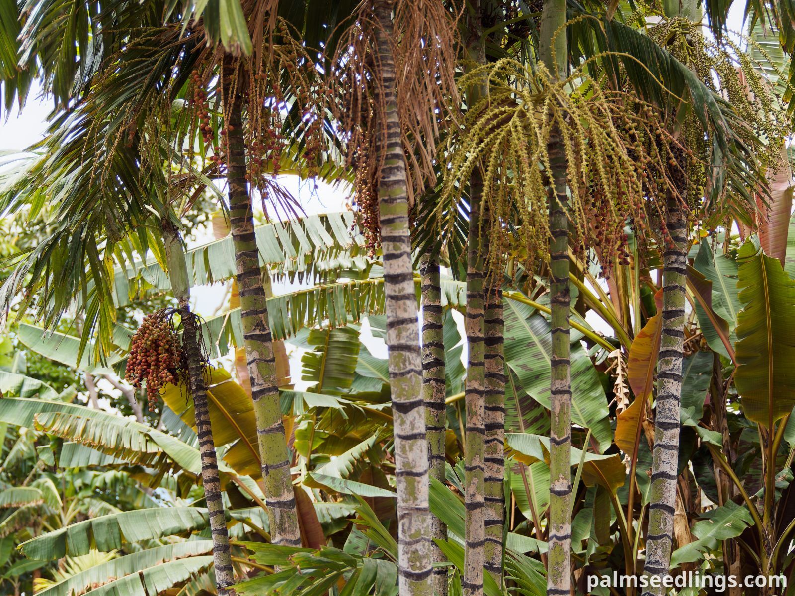 Ptychosperma macarthurii Macarthur Feather Palm ()
