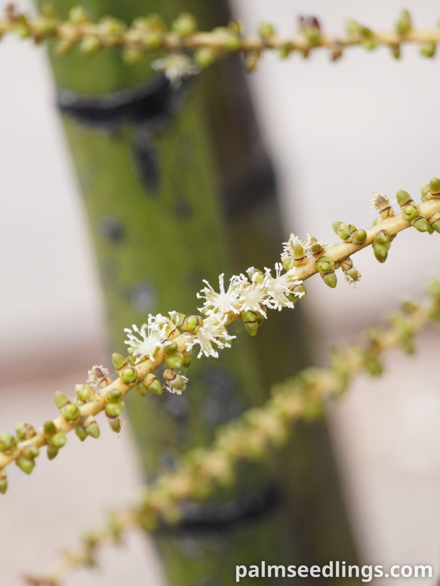 Ptychosperma macarthurii Macarthur Feather Palm ()