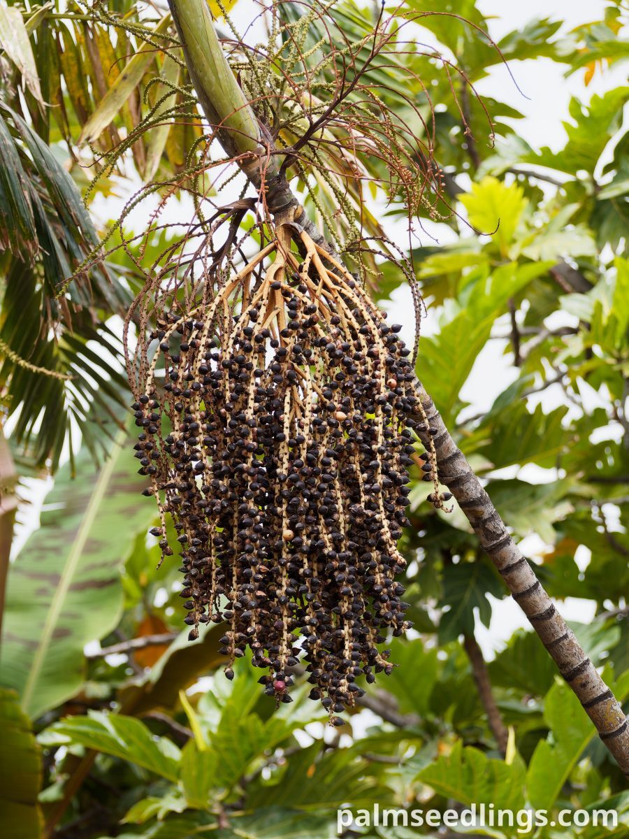 Ptychosperma macarthurii Macarthur Feather Palm ()