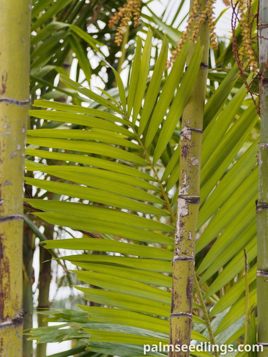 Ptychosperma macarthurii Macarthur Feather Palm ()