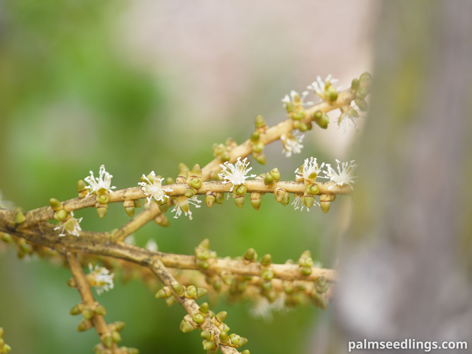 Ptychosperma macarthurii Macarthur Feather Palm ()