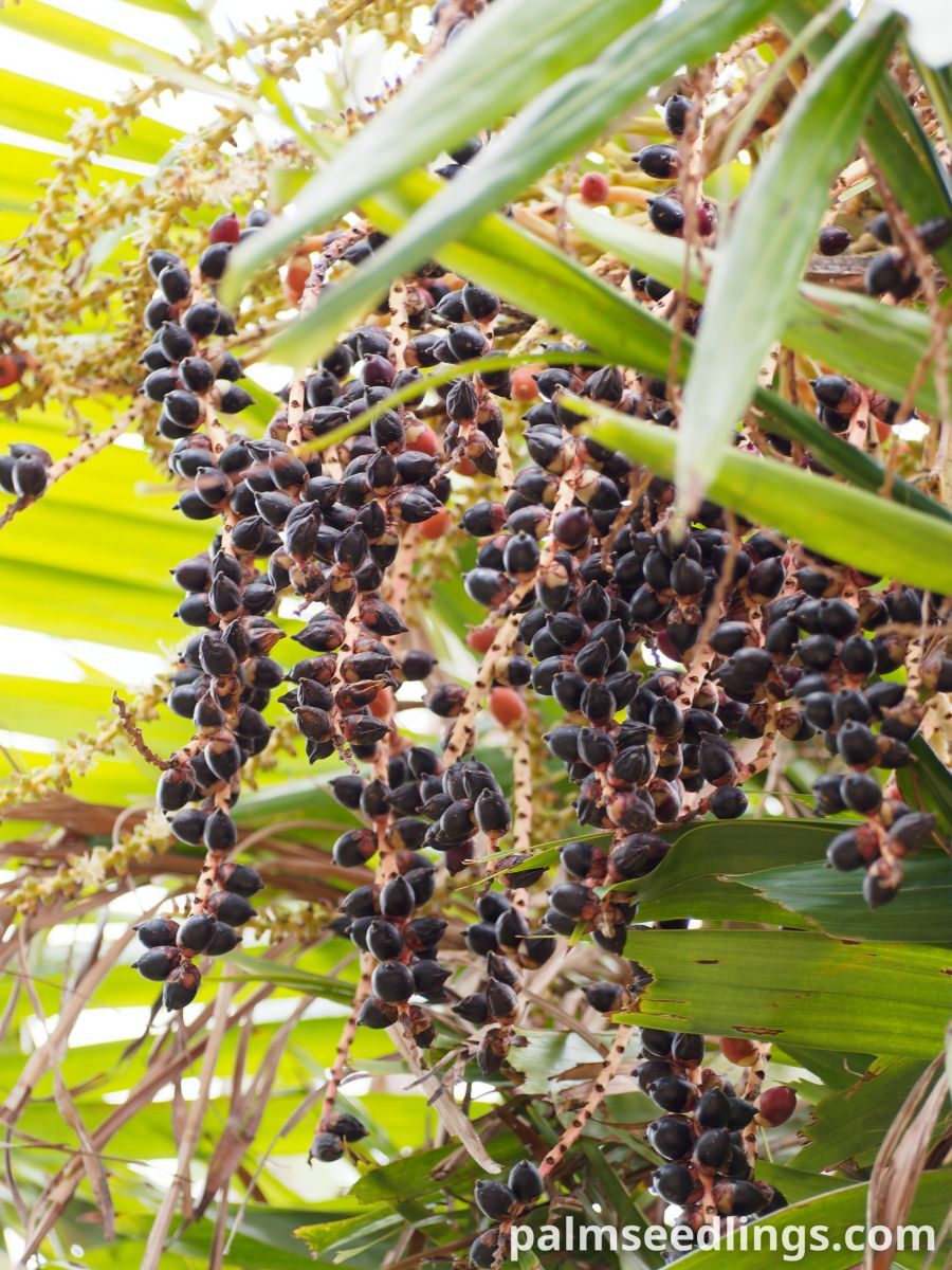 Ptychosperma macarthurii Macarthur Feather Palm ()