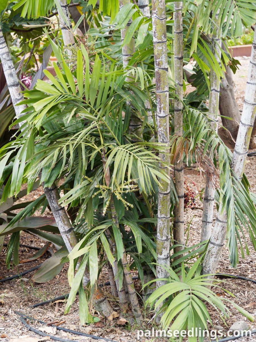 Ptychosperma macarthurii Macarthur Feather Palm ()