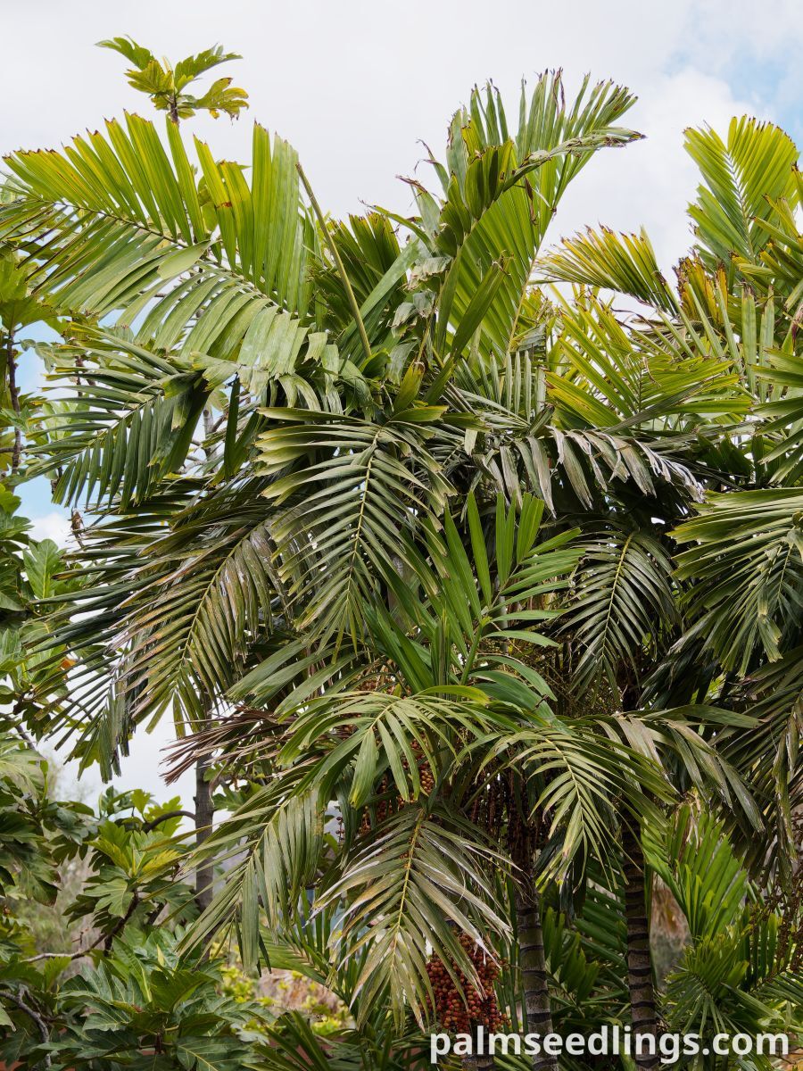 Ptychosperma macarthurii Macarthur Feather Palm