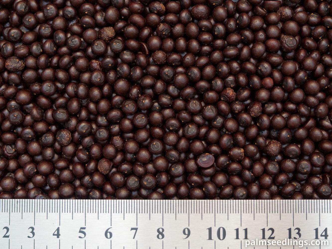 Sabal minor Dwarf Palmetto Seeds