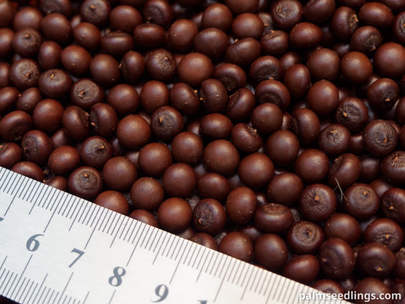 Sabal rosei Llanos Palmetto Seeds