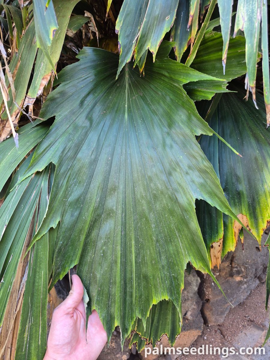 Arenga hookeriana Hooker’s Sugar Palm ()