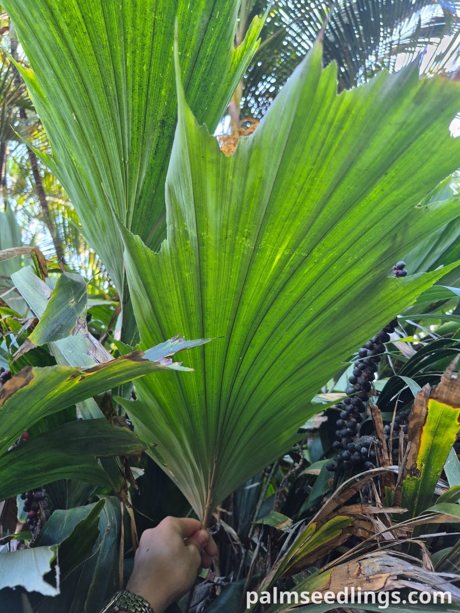 Arenga hookeriana Hooker’s Sugar Palm ()