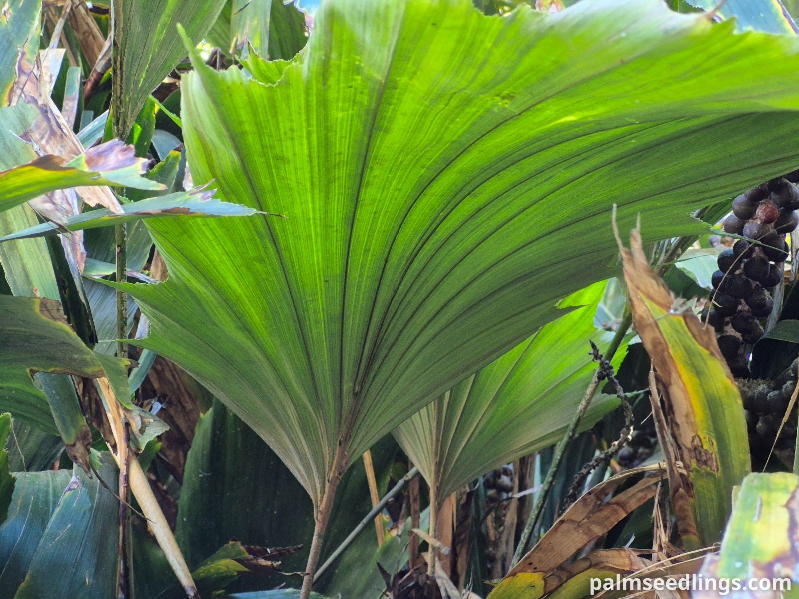 Arenga hookeriana Hooker’s Sugar Palm ()