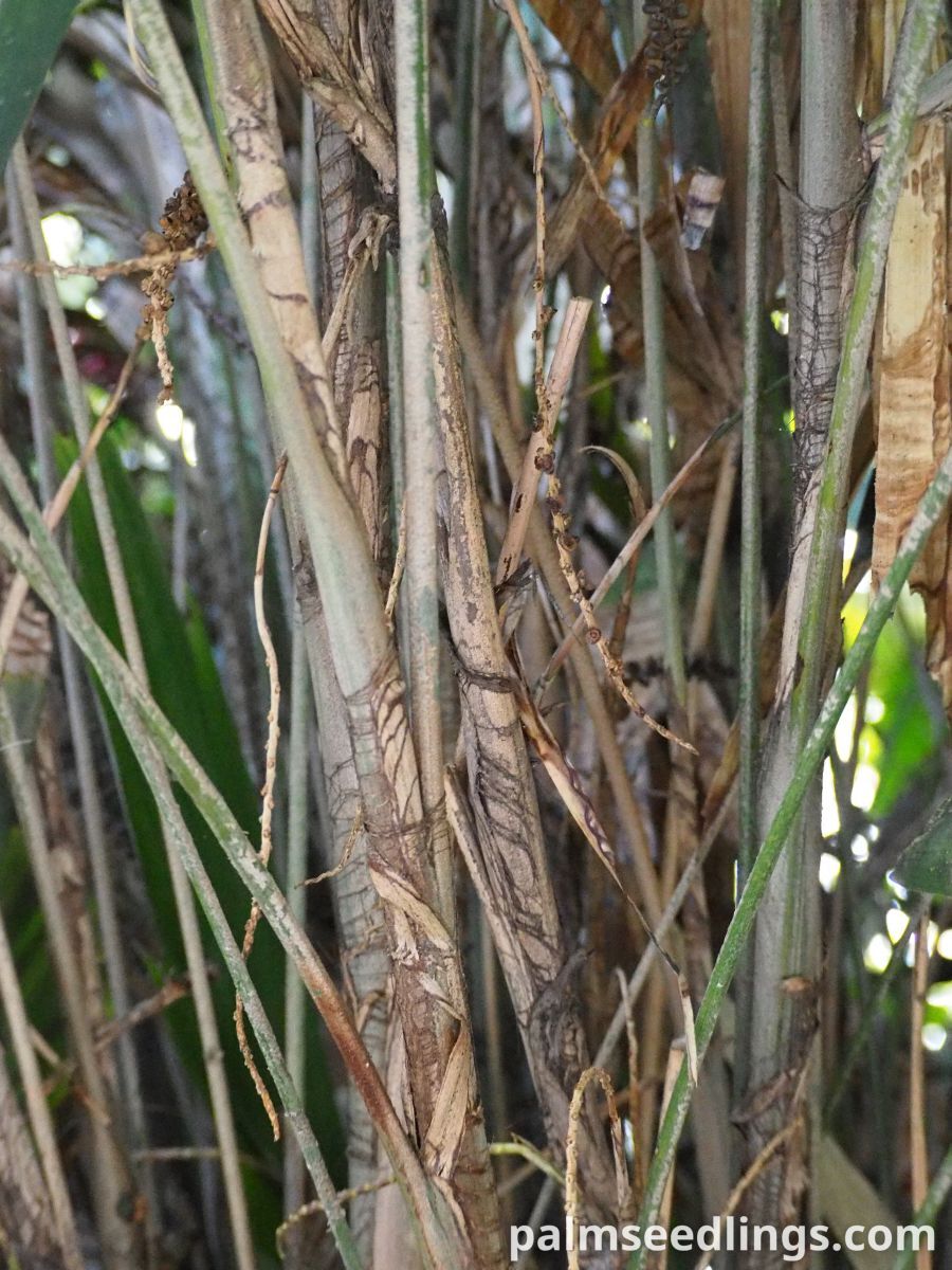 Arenga hookeriana Hooker’s Sugar Palm ()