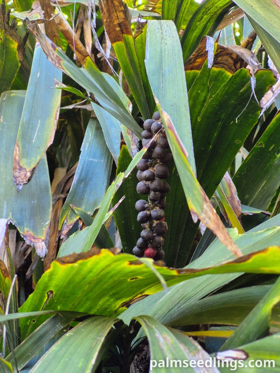 Arenga hookeriana Hooker’s Sugar Palm ()