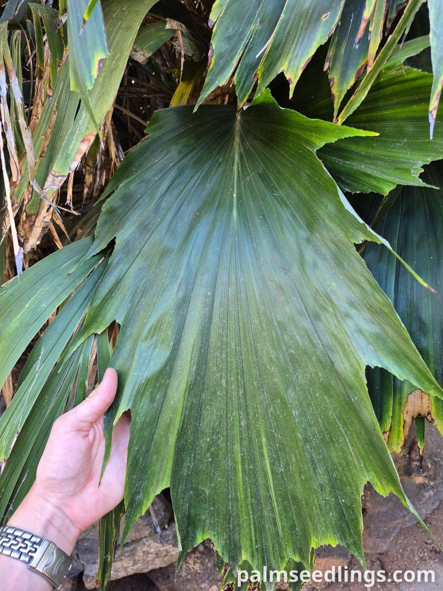 Arenga hookeriana Hooker’s Sugar Palm
