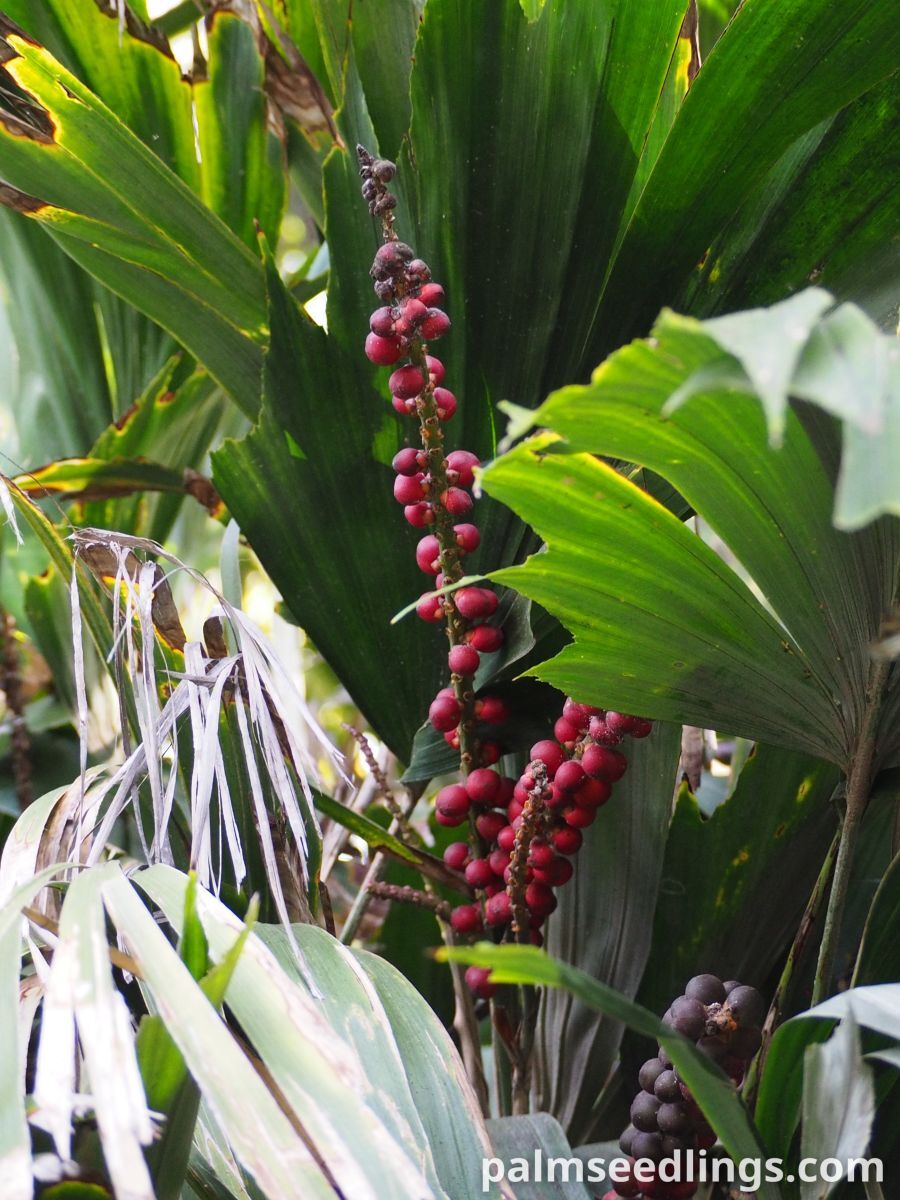 Arenga hookeriana Sugar Palm fruits
