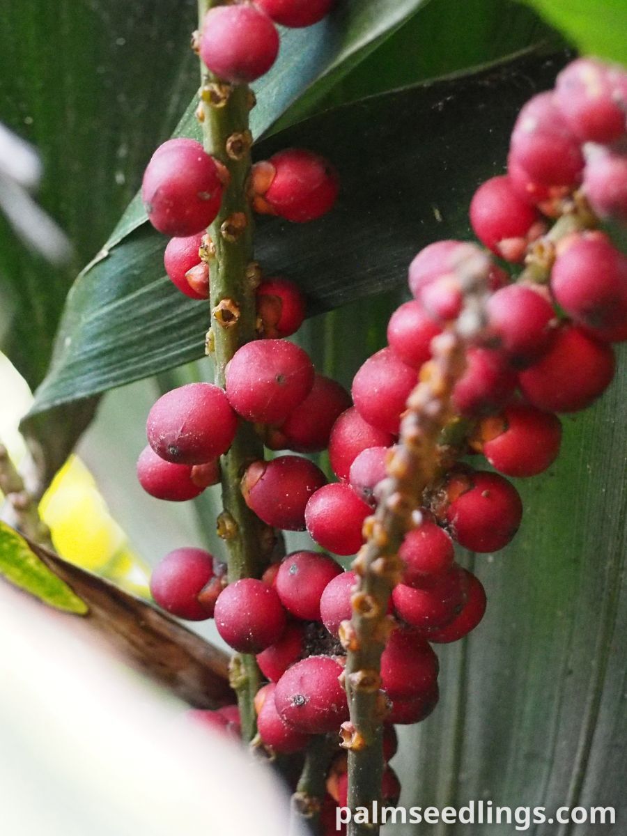 Arenga hookeriana Sugar Palm red fruits