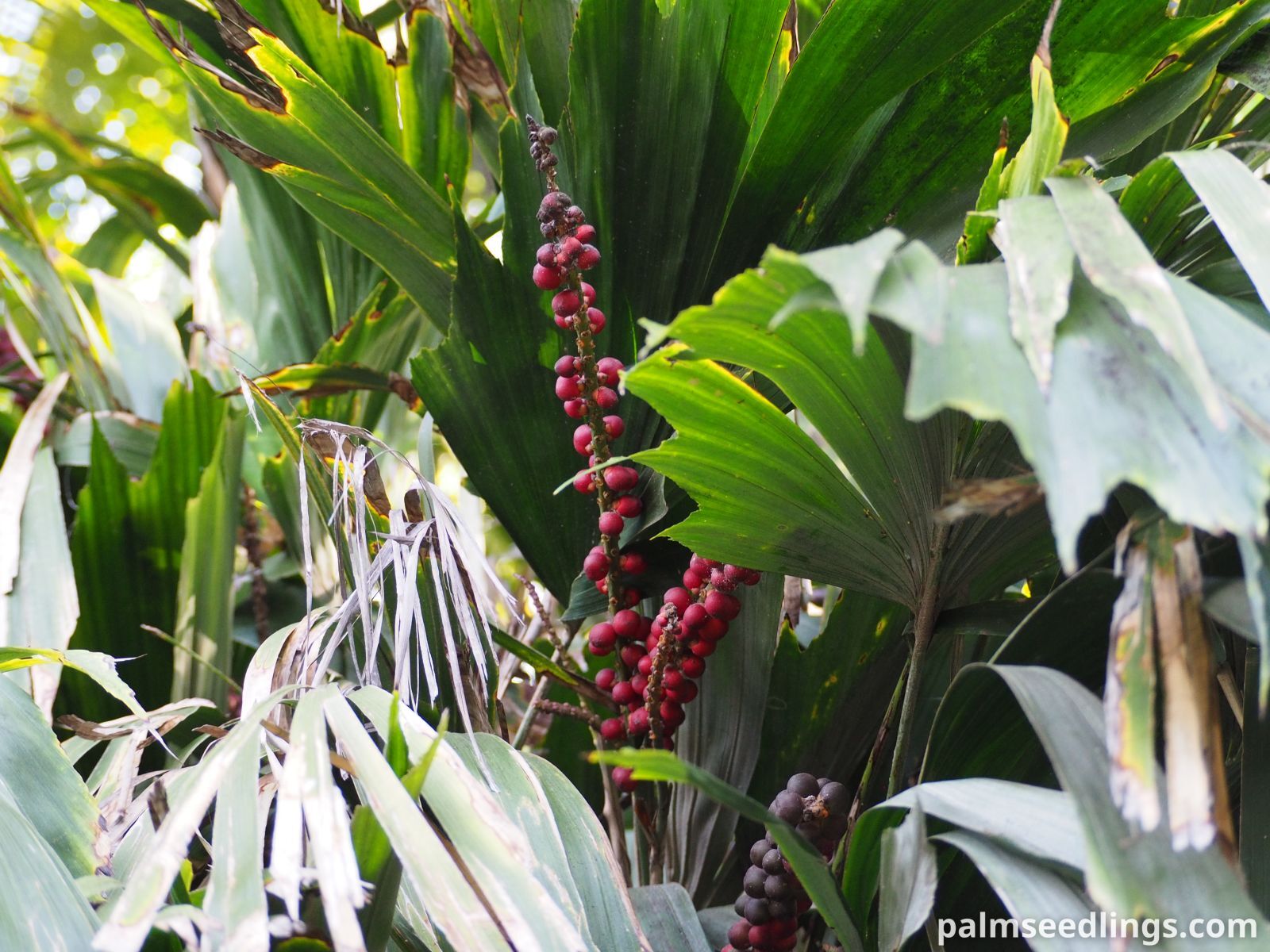 Arenga hookeriana fruits