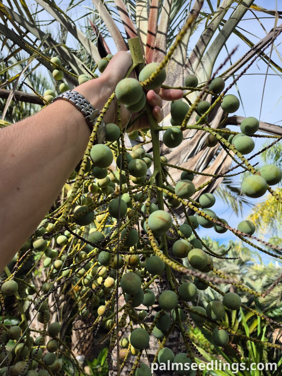 Chrysalidocarpus decaryi fruits